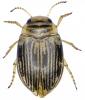 Oreodytes septentrionalis